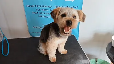 STYLOWY PIES - psi fryzjer Gorzów
